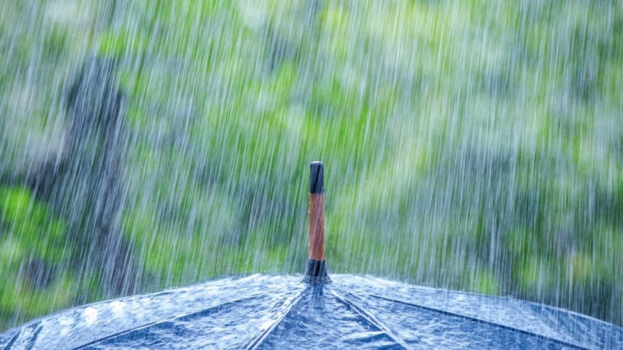 لماذا تبدو رائحة المطر طيبة ؟ 